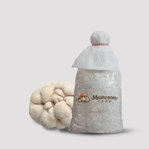 Lion’s Mane Mushroom Spawn 1 Kg