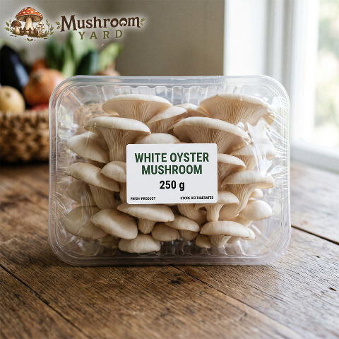 White Oyster Mushroom Spawn 1 Kg