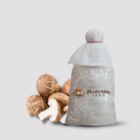 Shiitake Mushroom Spawn 1 Kg