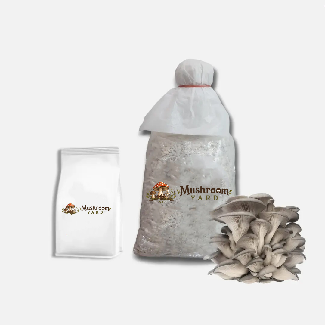 Grey Oyster Mushroom Spawn 1 Kg