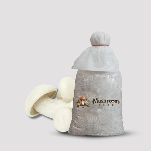Milky Mushroom Spawn 1 Kg
