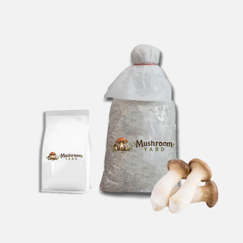 King Oyster Mushroom Spawn 1 Kg