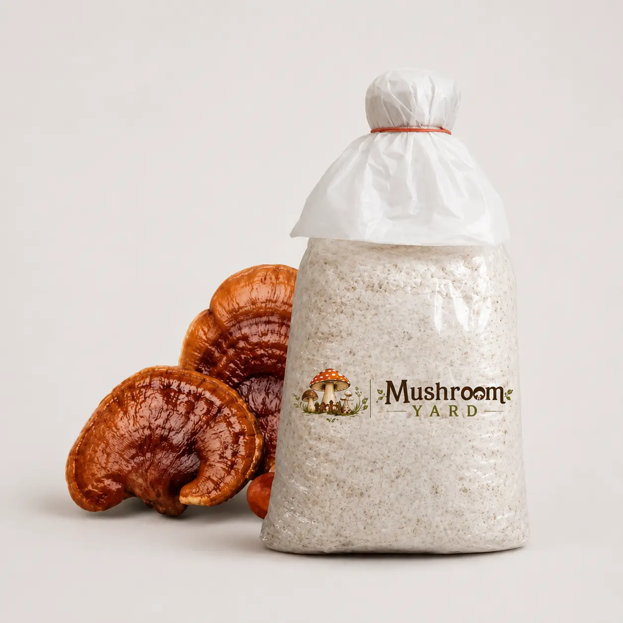 Ganoderma Lucidum Mushroom Spawn 1 Kg