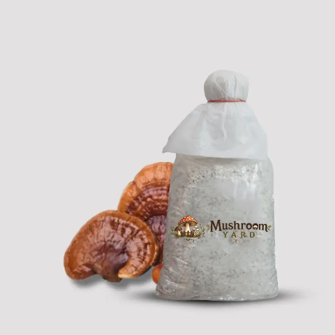 Ganoderma Lucidum Mushroom Spawn 1 Kg